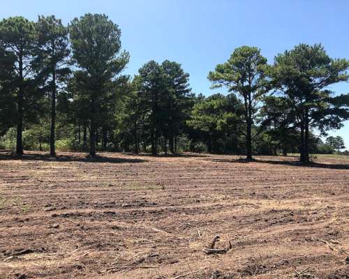 22 Ha Arboladas en Andino