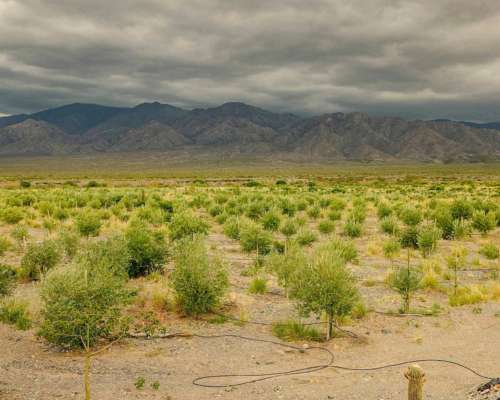 Pcia. de Salta - San Carlos 315 Ha