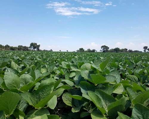 57 Has Agrícolas en Pergamino