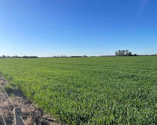 Campo en Venta de 11 Has Agrícolas en San Pedro