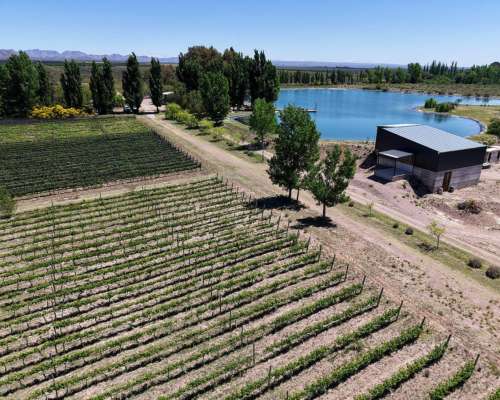Cuadro Benegas, San Rafael, Mendoza - 97 Ha