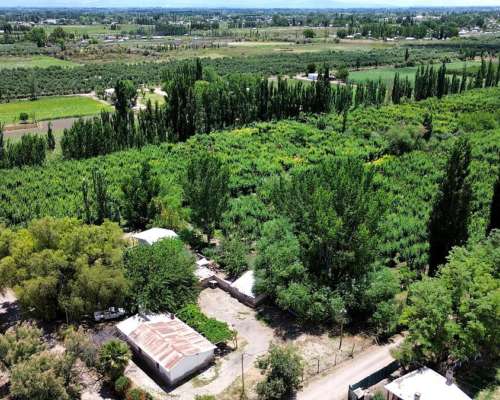 Finca de Ciruelos en Corralitos Mendoza