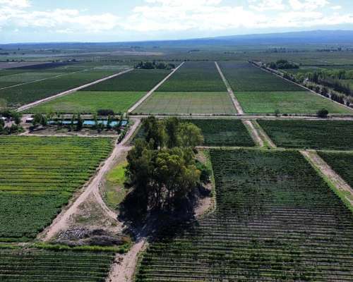 Finca 32ha Urgarteche Luján de Cuyo