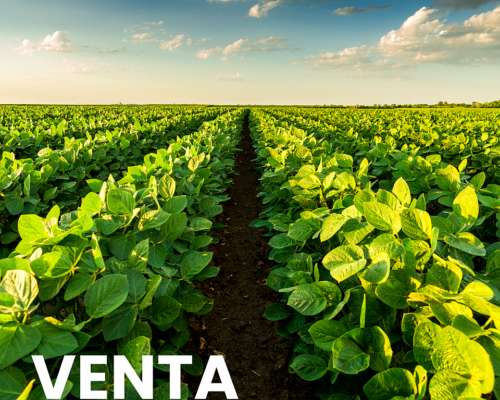Se Vende Campo Agrícola en el Crispin