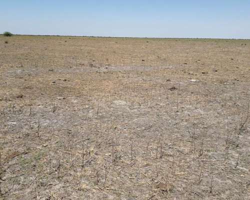 Se Vende Y/O Alquila Campo en Provincia de Santa FÉ
