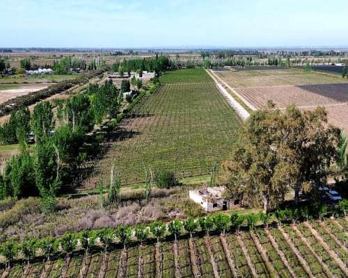 Finca 14 Ha el Pastal Mendoza. VID y Ciruelos