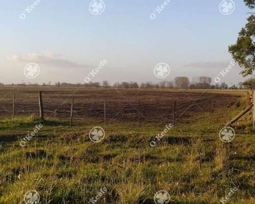 Campo Mixto Brandsen 650 Has