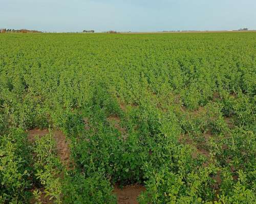 Rollos de Alfalfa 2026