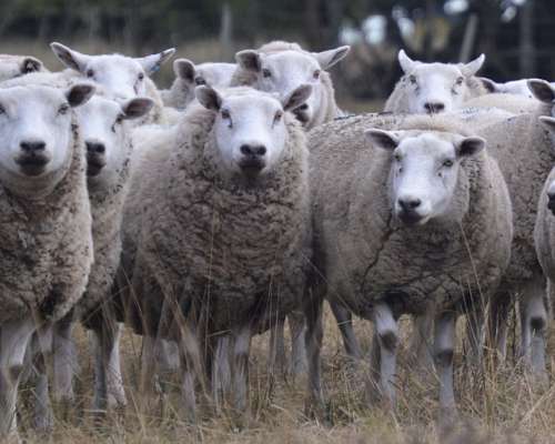 Vendo Ovejas Texel con Servicio