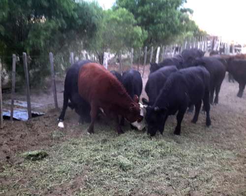 9.400 Ha Zona Vaca Muerta, la Pampa, con Regalias