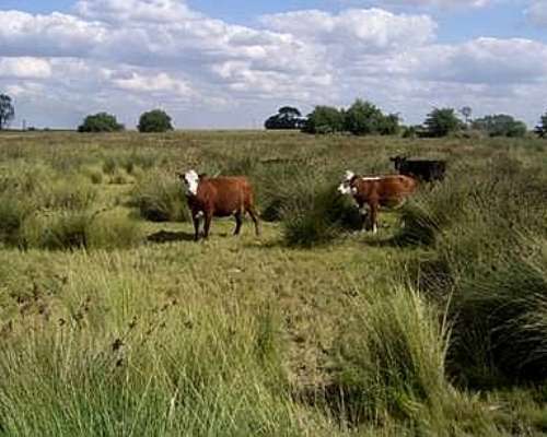 Alquiler 500 Ha de Cria Sobre la Ruta 11 Castelli