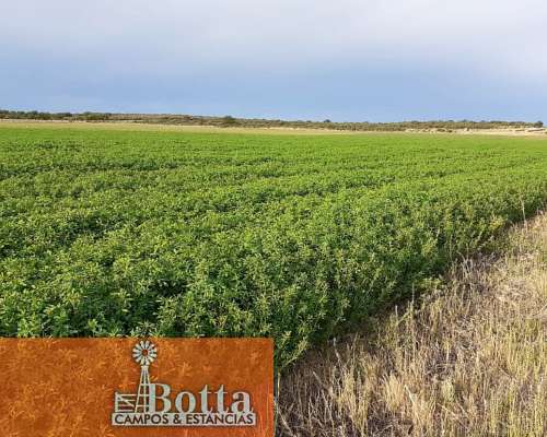 Campo Alfalfero en Venta — 1.220 Has Batavia, San Luis