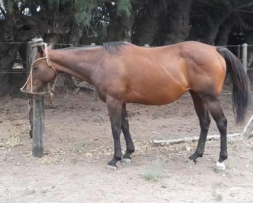 Equino a la Venta