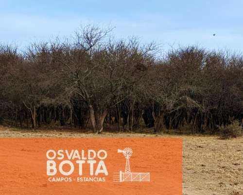 Campo Ganadero – 6.200has – Rucanelo, la Pampa