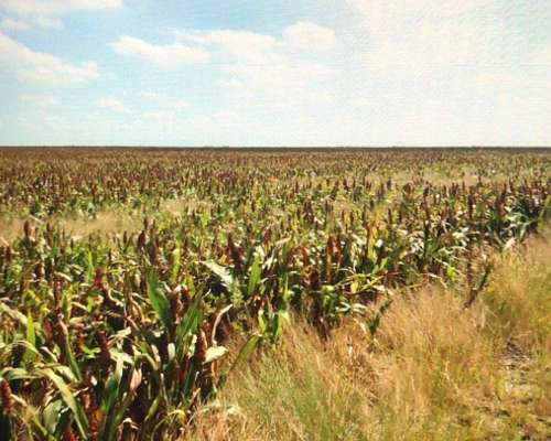 Banderas Santiago del Estero 430 Has Agricolas - Financia