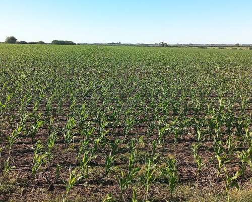 Campo Mixto 335 Hectareas