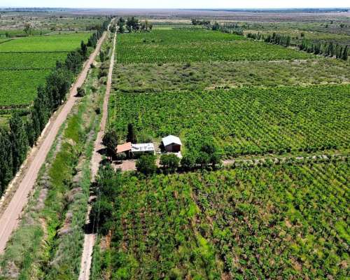 Finca en Venta 47.5 Ha Jocolí, Mendoza