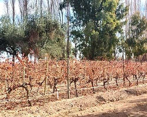 42 Ha Excepcional Finca Vitivinicola, Lavalle, Mendoza