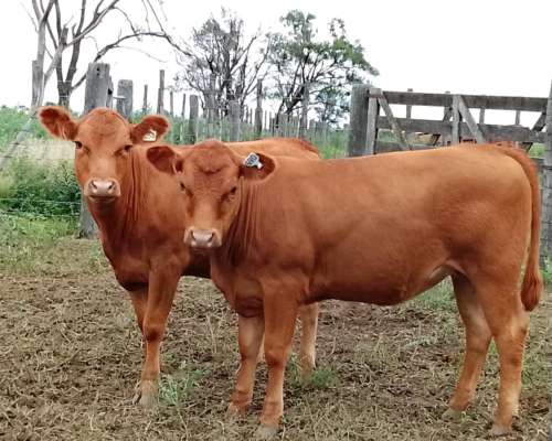 Venta Rodeo Limangus - Cabaña -