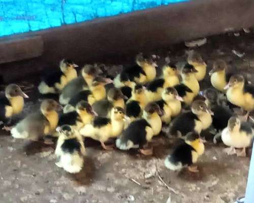 Patos Criollos Grandes y BBS