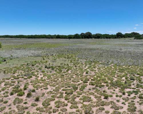 Pcia. de la Pampa - Telen 3650 Has