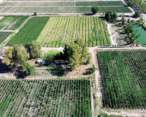 Finca 32ha Urgarteche Luján de Cuyo