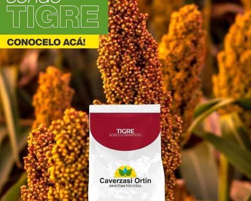 Sorgos Graniferos, Doble Propósito y Forrajeros