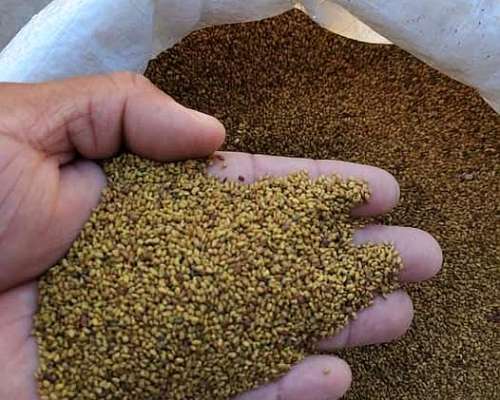 Semilla y Fardos Alfalfa Venta Productor Santiago D Estero