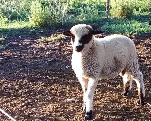 Corderos para Reproductor o Consumo