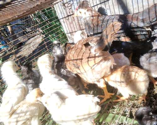 Pollitos de Campo, Razas Mixtas