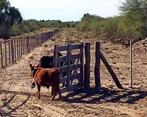 Arriendo 3.000 Ha San Luis Limite con Mendoza
