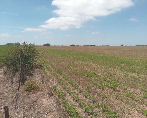San Nicolás BS AS 25 Has Agricolas a 100 M de Autopista