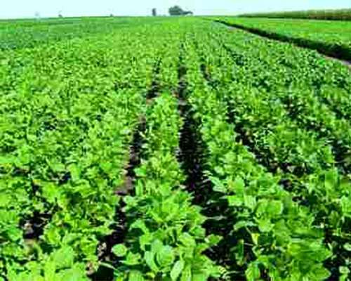 Venta 75 Has Monte Cristo