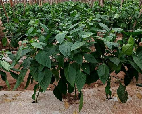 Finca 719 Has en Anta (salta) con Agua, Casa e Invernaderos