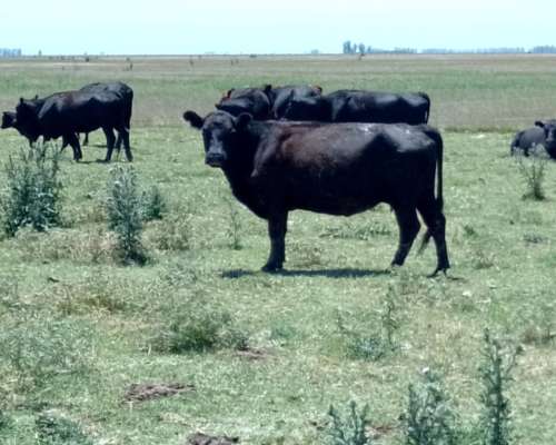Alquilo Campo Ganadero en las Flores