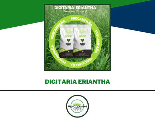 Semilla de Digitaria Eriantha