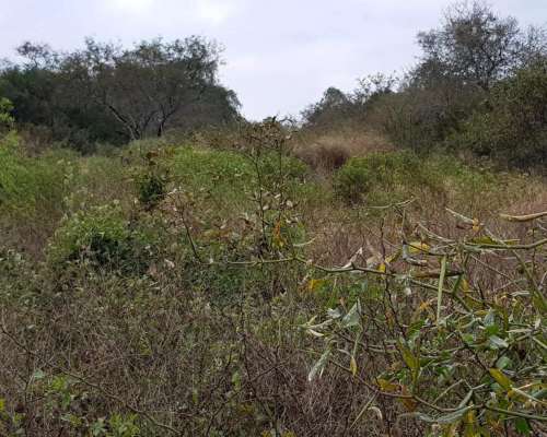 Nueva Esperanza, Pellegrini, Santiago del Estero - 700 Ha