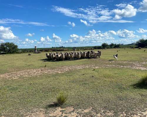 Vendo Ovejas Madres Preñadas