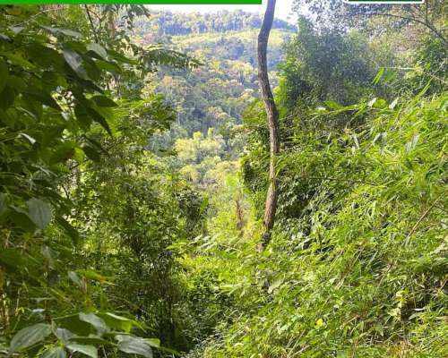 Chacra 95 Hectareas en Fracran Misiones