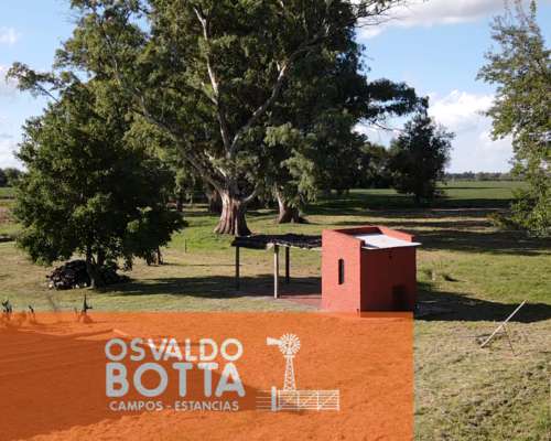 Campo Agricola en Venta 32 Has en Suipacha, Buenos Aires