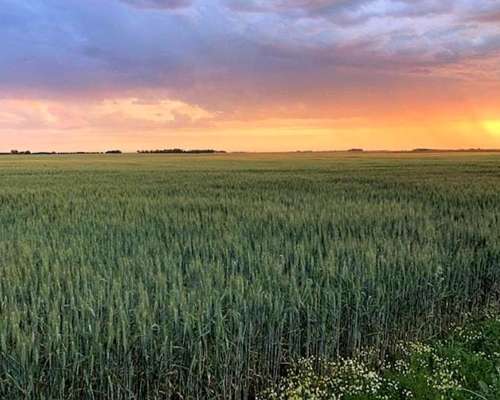 Venta Campo 167 Ha en Olavarria