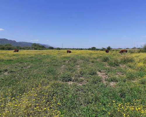 Vendo Campo de 22 Has. Cerca de San Fco. del Monte de ORO