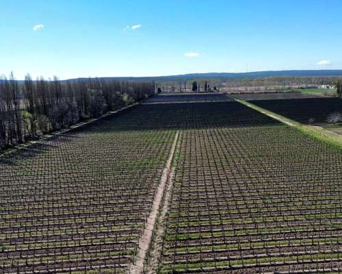 Venta de Finca en Agrelo, Lujan de Cuyo - Mendoza