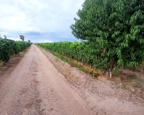 Finca Productiva en Venta 25 HA– Colonia los Álamos, Maipú