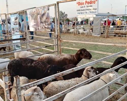 Vendo Majada de Ovinos