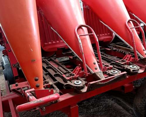 Maicero Ombu de 10 a 70 cm