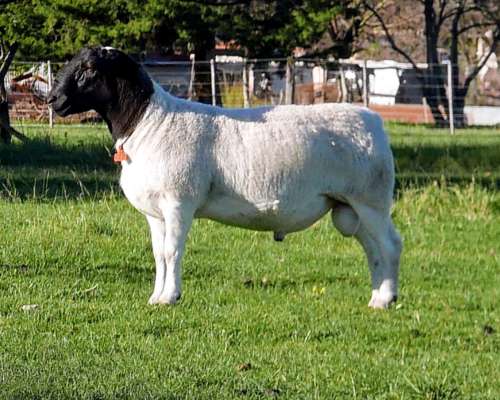 Dorper . Borregos y Carneros