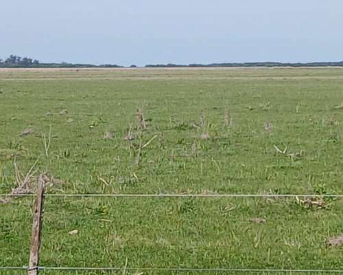 Venta Campo Ganadero 344 Ha - Dolores - Listo P/transferir