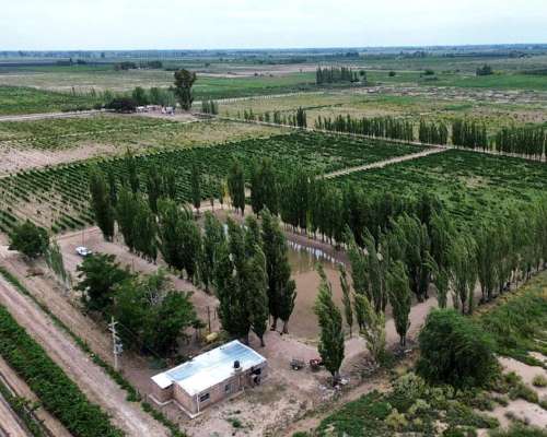 Finca 45ha Chapanay, Dos Pozos, Cultivos y Parte para Chacra
