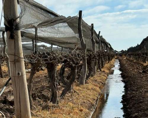 Finca de Viñedos Vitivinícola 34 Ha 2 Pozos,malla Anigranizo